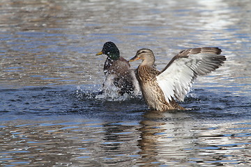 Image showing Mallards