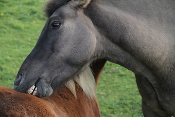 Image showing Two horses scratching eachother