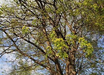 Image showing Tree