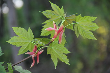 Image showing Maple in spring