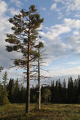 Image showing Fir trees