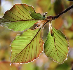 Image showing Young leaves