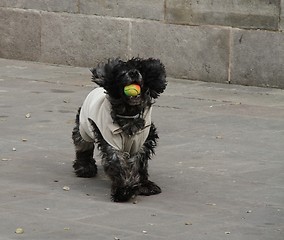 Image showing Dog playing with a ball