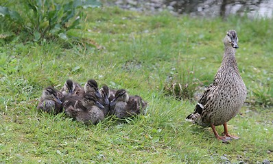 Image showing Duck with ducklings