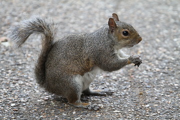 Image showing Grey squirrel