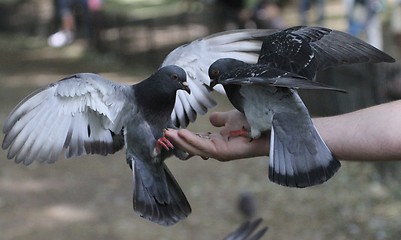 Image showing Pidgeons on a hand