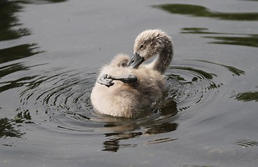 Image showing Signet grooming