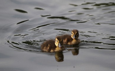 Image showing Ducklings