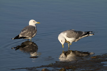 Image showing Gulls resting in a river
