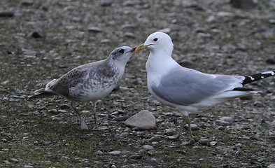 Image showing Gull feeding a chick