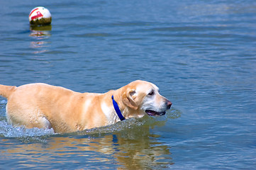 Image showing Playful Labrador