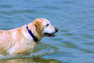 Image showing Labrador in the Sea