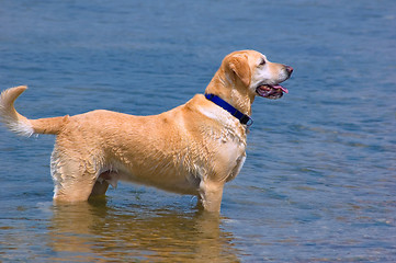 Image showing Happy Labrador Dog