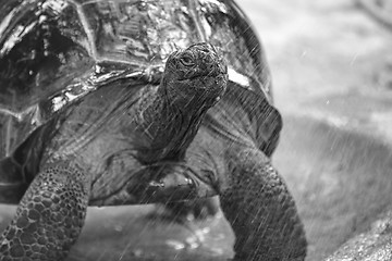 Image showing Aldabra giant tortoise