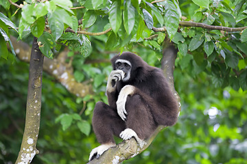 Image showing Gibbon Monkey