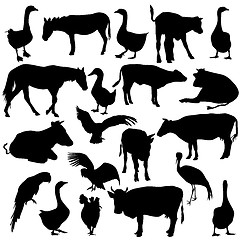 Image showing Black set silhouettes  zoo animals collection on white backgroun