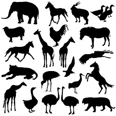 Image showing Black set silhouettes  zoo animals collection on white backgroun