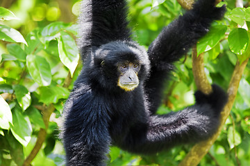 Image showing Siamang Gibbon