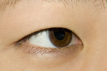Image showing 382 Asian Eye