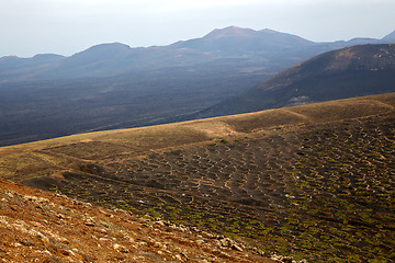 Image showing winery lanzarote spain la geria vine screw 