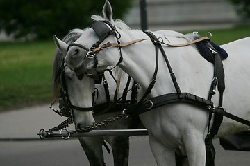 Image showing Horses scratching their heads