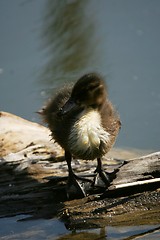 Image showing Duckling