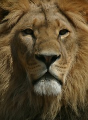 Image showing Lion portrait