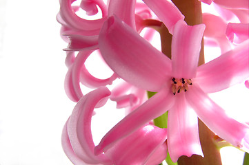 Image showing Hyacinth Flower - Close Up