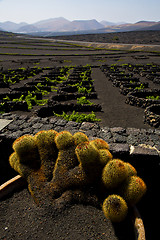 Image showing cactus  lanzarote spain la geria vine screw 