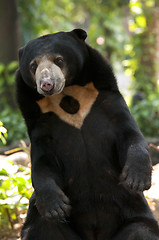 Image showing Malayan sun bear