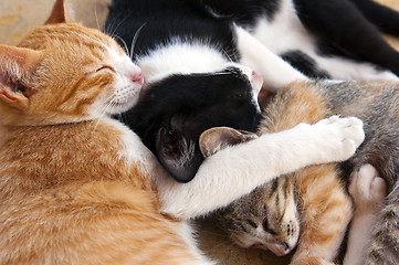 Image showing Sleeping kittens