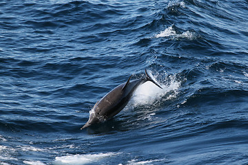 Image showing Dolphine