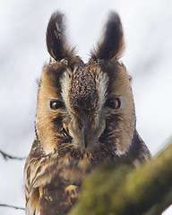 Image showing Long Eared Owl (Asio otus) 