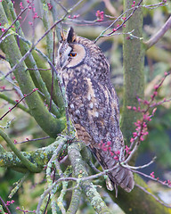 Image showing Long Eared Owl (Asio otus) 