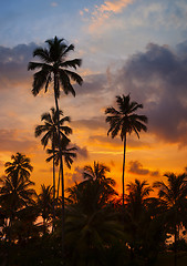 Image showing Tropical palm trees against the sky at sunset