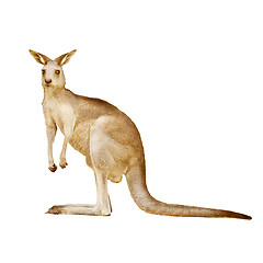 Image showing Australian kangaroo isolated on a white background