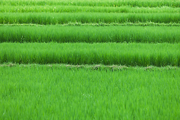 Image showing Rice fields close up