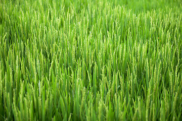 Image showing Blooming rice closeup