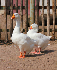 Image showing two geese