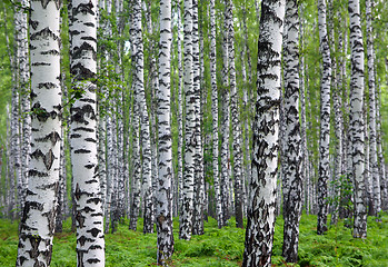 Image showing nice summer birch forest