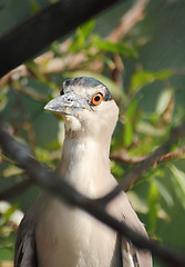 Image showing Kwakwa - bird of Heron