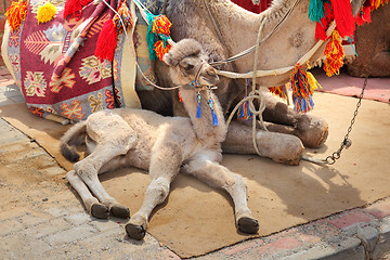 Image showing camel cub lying with mother