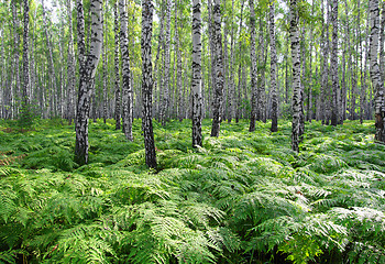 Image showing nice summer birch forest