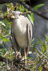 Image showing Kwakwa - bird of Heron