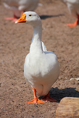 Image showing white goose