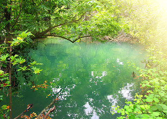 Image showing small lake in tropical thicket