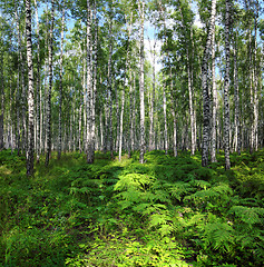 Image showing nice summer birch forest landscape