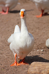 Image showing white goose