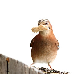 Image showing isolated jay with bread in beak