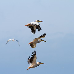 Image showing group of pelicans flying over the sky